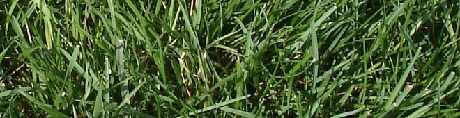 The-Easy-Organic-Lawn-grass